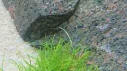 Aquarium einrichten mit Eleocharis pusilla. Hoffe sie wächst im Sand