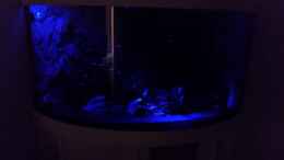 aquarium-von-jan-ebeling-juwel-trigon-190_Mondlicht: Arcadia LED Spot USB (blau)