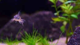 aquarium-von-bigbeef-drachental_Marmorierter Panzerwels, Corydoras paleatus