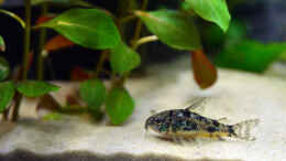 Aquarium einrichten mit Marmorierter Panzerwels, Corydoras paleatus