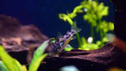 aquarium-von-bigbeef-drachental_Marmorierter Panzerwels, Corydoras paleatus