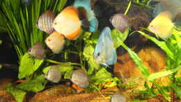 aquarium-von-armin-sauer-becken-32572_Diskusjungtiere,Erstbesatz 30 Stück zwischen 3,5 bis 5,5 cm