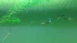 aquarium-von-er1301-amazonas_Guppy für die Kinder ;) und alle Schwanger