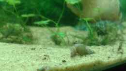 aquarium-von-er1301-amazonas_fleißige Turmdeckelschnecken