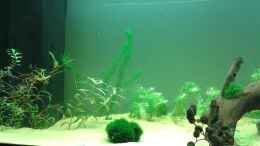 aquarium-von-er1301-amazonas_Frontblick linke Seite