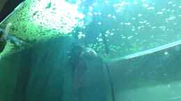 aquarium-von-er1301-amazonas_Filter gedrosselt mit alter Socke...
