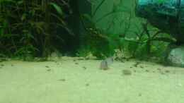 aquarium-von-er1301-amazonas_Corydoras panda die 2te