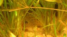 Aquarium einrichten mit Corydoras punctatus
