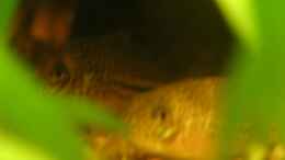 Foto mit Corydoras trilineatus