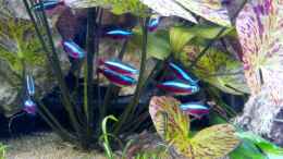 aquarium-von-ravenclaw57-gesellschaftsaquarium_Roter Neon (Paracheirodon axelrodi)