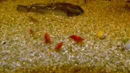 aquarium-von-ravenclaw57-gesellschaftsaquarium_Red Fire Garnelen (Neocaridina heteropoda var. red)