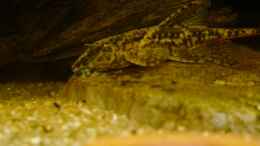 aquarium-von-ravenclaw57-gesellschaftsaquarium_Lanzenharnischwels (Rineloricaria lanceolata)