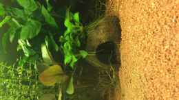 Aquarium einrichten mit Kokusnussschale mit Anubias Bonsai