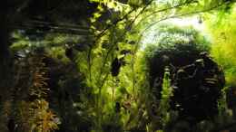aquarium-von-peter-vlasaty-gruenes-juwel_Layout 2016: Mitte - Links - im Hintergrund der begrünte HM