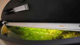 aquarium-von-peter-vlasaty-gruenes-juwel_39 W daytime LED Balken schwenkbar, 5 W Mondlicht mit Schwan