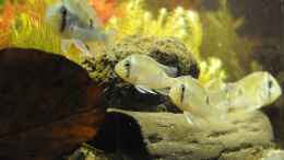 aquarium-von-peter-vlasaty-gruenes-juwel_Die 5 Biotodoma cupido beim Einschwimmen in das Becken - der