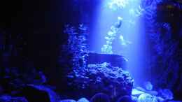 aquarium-von-peter-vlasaty-gruenes-juwel_Beckenmitte um Mitternacht - 5 W Mondlicht sind auch für di