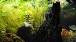 Aquarium einrichten mit Tag 23, 16:00 Amazonas-Zeit - Geophagus cupido