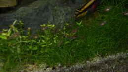 aquarium-von-aniram-eheim-vivaline-126_Mama Smaragd mit Ihren Kindern