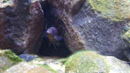 aquarium-von-ebi-malawi-rockzone_Zebra Männchen