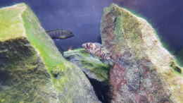 aquarium-von-ebi-malawi-rockzone_Zebra OB-Weibchen