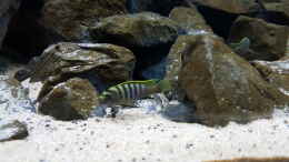 aquarium-von-ebi-malawi-rockzone_Hongi Männchen