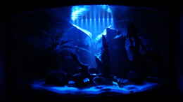 aquarium-von-1887woeh-mittel---suedamerika-trigon-350_Mondlicht