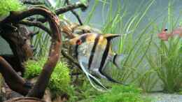 aquarium-von-skalarjoe-schwarzes-skalarweibchen-zu-verschenken_Skalarmännchen mit Gelege