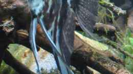 aquarium-von-skalarjoe-schwarzes-skalarweibchen-zu-verschenken_Kleines Skalarmännchen