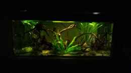 aquarium-von-skalarjoe-schwarzes-skalarweibchen-zu-verschenken_Neue Beleuchtung 2