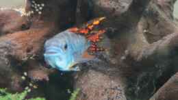 aquarium-von-skalarjoe-schwarzes-skalarweibchen-zu-verschenken_Zwergbuntbarsch Männchen lächelt :)