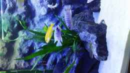 Aquarium einrichten mit Gelber Labidochromis mit Malawi Zebrabuntbarsch
