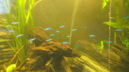 aquarium-von-thorsten-g--flussabwaerts_Rote Neons