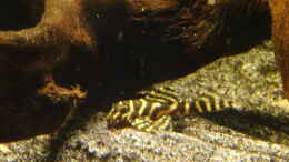 Aquarium einrichten mit Königstiger-Harnischwels L333