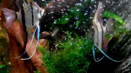 aquarium-von-thorsten-g--flussabwaerts_Peru-Altum-Paar mit vielen Larven 13.11.17
