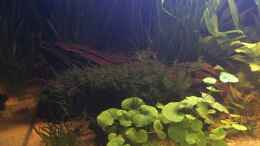 aquarium-von-tinaaqua-acuario-de-tina_bewachsene Mangrovenwurzel