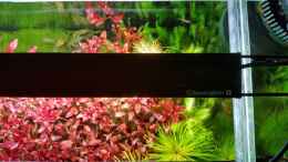 aquarium-von-ichigo-becken-32663_Aqualighter
