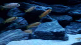 aquarium-von-burak-k--saulosi-anfaengerbecken_Vermutung: Oben links männchen, ganz vorne rechts weibchen