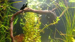 aquarium-von-stefan-e--ruheoase_Links die mit Pfeilkraut bepflanzte linke Seitenwand