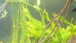 Foto mit Riesen-Nadelsimse und Echinodorus