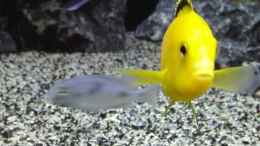 aquarium-von-heike-fuchs-becken-32689_Labidochromis Yellow