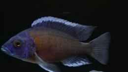 aquarium-von-heike-fuchs-becken-32689_Copadichromis borley kadango red fin 