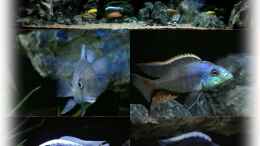 aquarium-von-heike-fuchs-becken-32689_Mein kleiner Teil Malawi