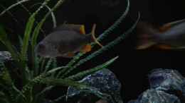 aquarium-von-heike-fuchs-becken-32689_Copadichromis borley kadango red fin Weibchen 