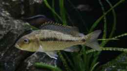 aquarium-von-heike-fuchs-becken-32689_Protomelas similis Weibchen 