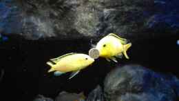 aquarium-von-heike-fuchs-becken-32689_Labidochromis Yellows 
