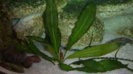 aquarium-von-rene-kandler-becken-3269_Anubias bartei var. caladiifolia