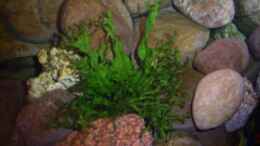 aquarium-von-rene-kandler-becken-3269_Microsorum pteropus