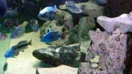 aquarium-von-heiko-groeschel-becken-327_Blick von der 100cm breiten Stirnseite