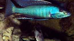 aquarium-von-heiko-groeschel-becken-327_Champsochromis spilorhynchus